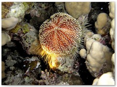 MACIEJ KOZŁOWSKI – „UNDERWATER”