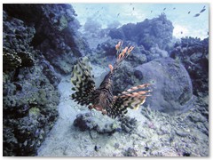 MACIEJ KOZŁOWSKI – „UNDERWATER”