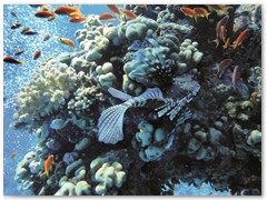 MACIEJ KOZŁOWSKI – „UNDERWATER”