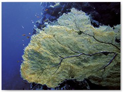 MACIEJ KOZŁOWSKI – „UNDERWATER”