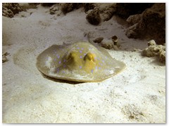 MACIEJ KOZŁOWSKI – „UNDERWATER”