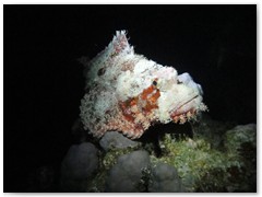 MACIEJ KOZŁOWSKI – „UNDERWATER”