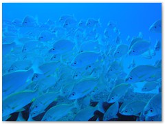 MACIEJ KOZŁOWSKI – „UNDERWATER”