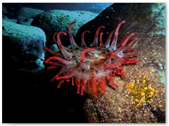 MACIEJ KOZŁOWSKI – „UNDERWATER”