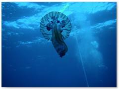 MACIEJ KOZŁOWSKI – „UNDERWATER”