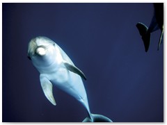 MACIEJ KOZŁOWSKI – „UNDERWATER”