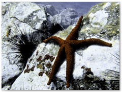 MACIEJ KOZŁOWSKI – „UNDERWATER”