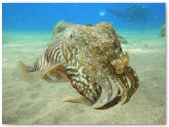 MACIEJ KOZŁOWSKI – „UNDERWATER”