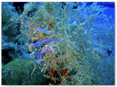 MACIEJ KOZŁOWSKI – „UNDERWATER”