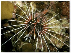 MACIEJ KOZŁOWSKI – „UNDERWATER”