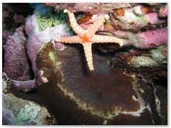 MACIEJ KOZŁOWSKI – „UNDERWATER”