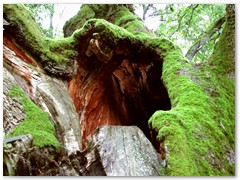 PIOTR BURZYŃSKI fantazja przyrody