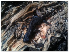 PIOTR BURZYŃSKI mam nadzieję że mnie widzisz