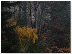 PIOTR SPOD JAWORZA 03