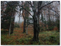 PIOTR SPOD JAWORZA 04