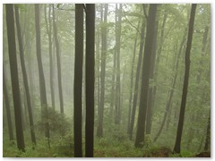 PIOTR SPOD JAWORZA 11