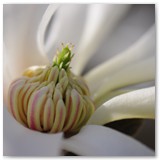 ASIA SZAFRAN – „GRACJE”