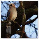 ASIA SZAFRAN – „GRACJE”