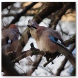 ASIA SZAFRAN – „GRACJE”