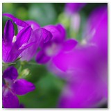 ASIA SZAFRAN – „GRACJE”