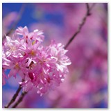 ASIA SZAFRAN – „GRACJE”