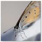 ASIA SZAFRAN – „GRACJE”