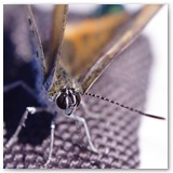 ASIA SZAFRAN – „GRACJE”