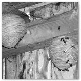 ASIA SZAFRAN – „GRACJE”