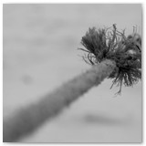 ASIA SZAFRAN – „GRACJE”