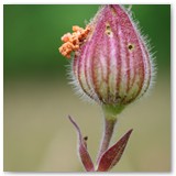 ASIA SZAFRAN – „GRACJE”