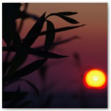 ASIA SZAFRAN – „GRACJE”