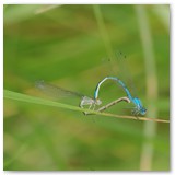 ASIA SZAFRAN – „GRACJE”