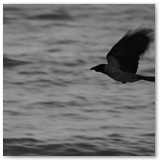 ASIA SZAFRAN – „GRACJE”