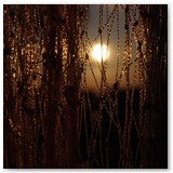 ASIA SZAFRAN – „GRACJE”