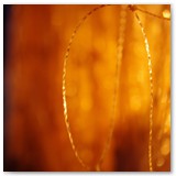 ASIA SZAFRAN – „GRACJE”