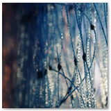 ASIA SZAFRAN – „GRACJE”