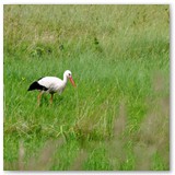 ASIA SZAFRAN – „GRACJE”