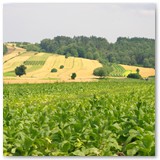 ASIA SZAFRAN – „GRACJE”