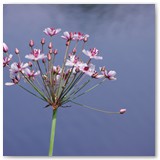 ASIA SZAFRAN – „GRACJE”