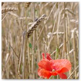 ASIA SZAFRAN – „GRACJE”