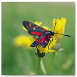 ASIA SZAFRAN – „GRACJE”