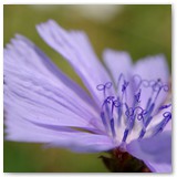 ASIA SZAFRAN – „GRACJE”