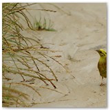 ASIA SZAFRAN – „GRACJE”