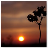 ASIA SZAFRAN – „GRACJE”