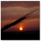 ASIA SZAFRAN – „GRACJE”