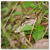 ASIA SZAFRAN – „GRACJE”