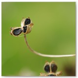 ASIA SZAFRAN – „GRACJE”