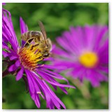 ASIA SZAFRAN – „GRACJE”