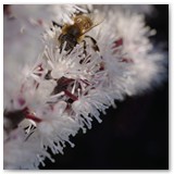 ASIA SZAFRAN – „GRACJE”