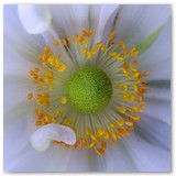 ASIA SZAFRAN – „GRACJE”